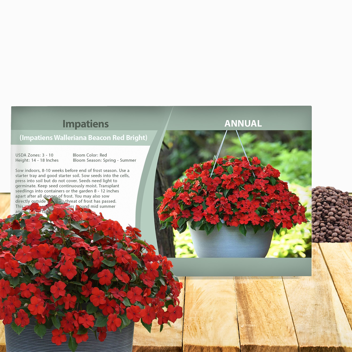 75 Seeds Bright Red Impatiens Container Plant Flower Seeds