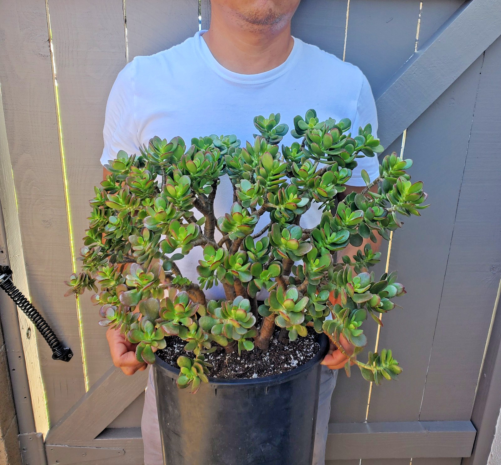 Jade Crassula Ovata Crossby Jade Succulent