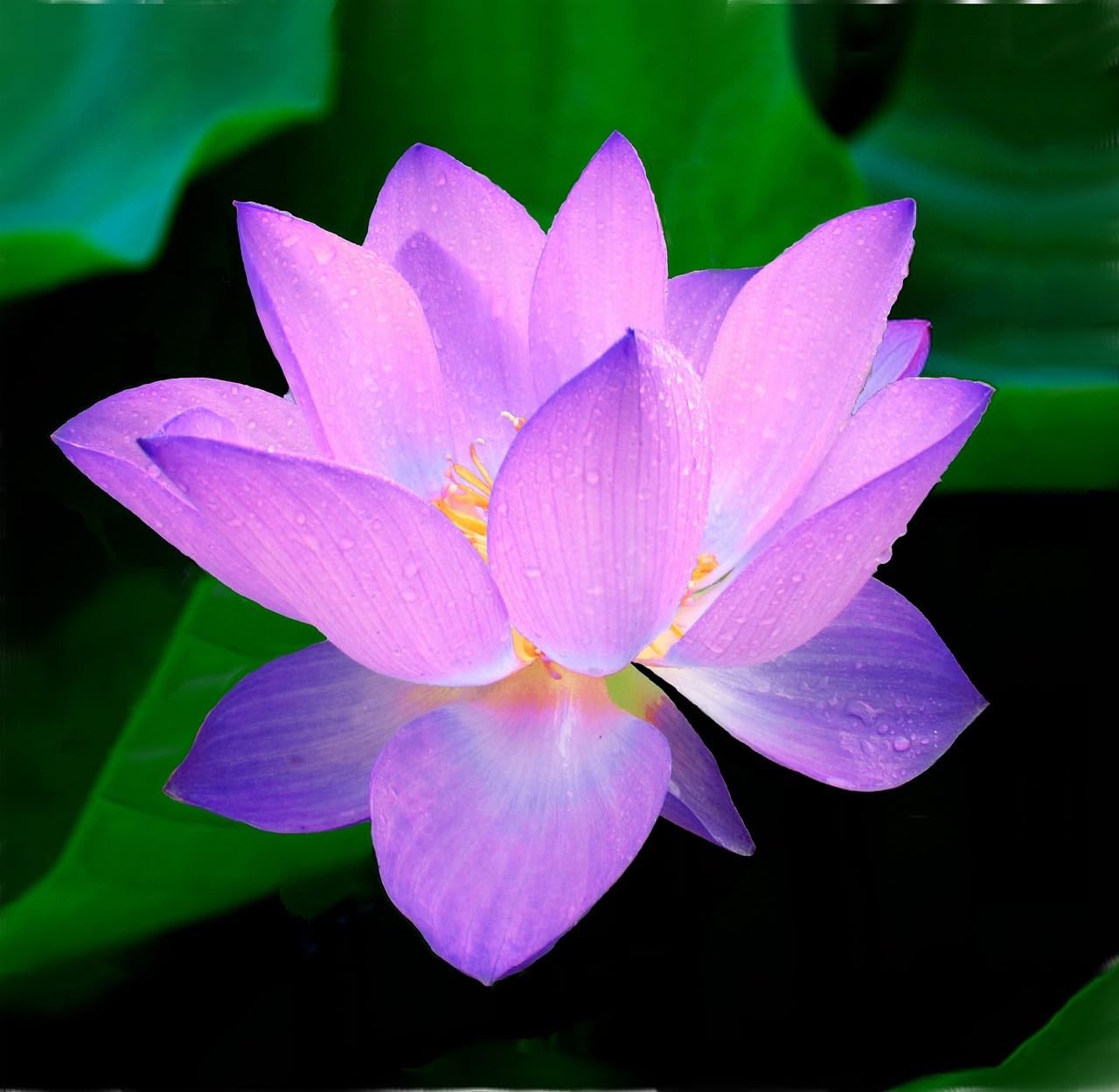 60PCS Premium Lotus Seeds for Planting in Water – Mixed Color Bowl Flower for…