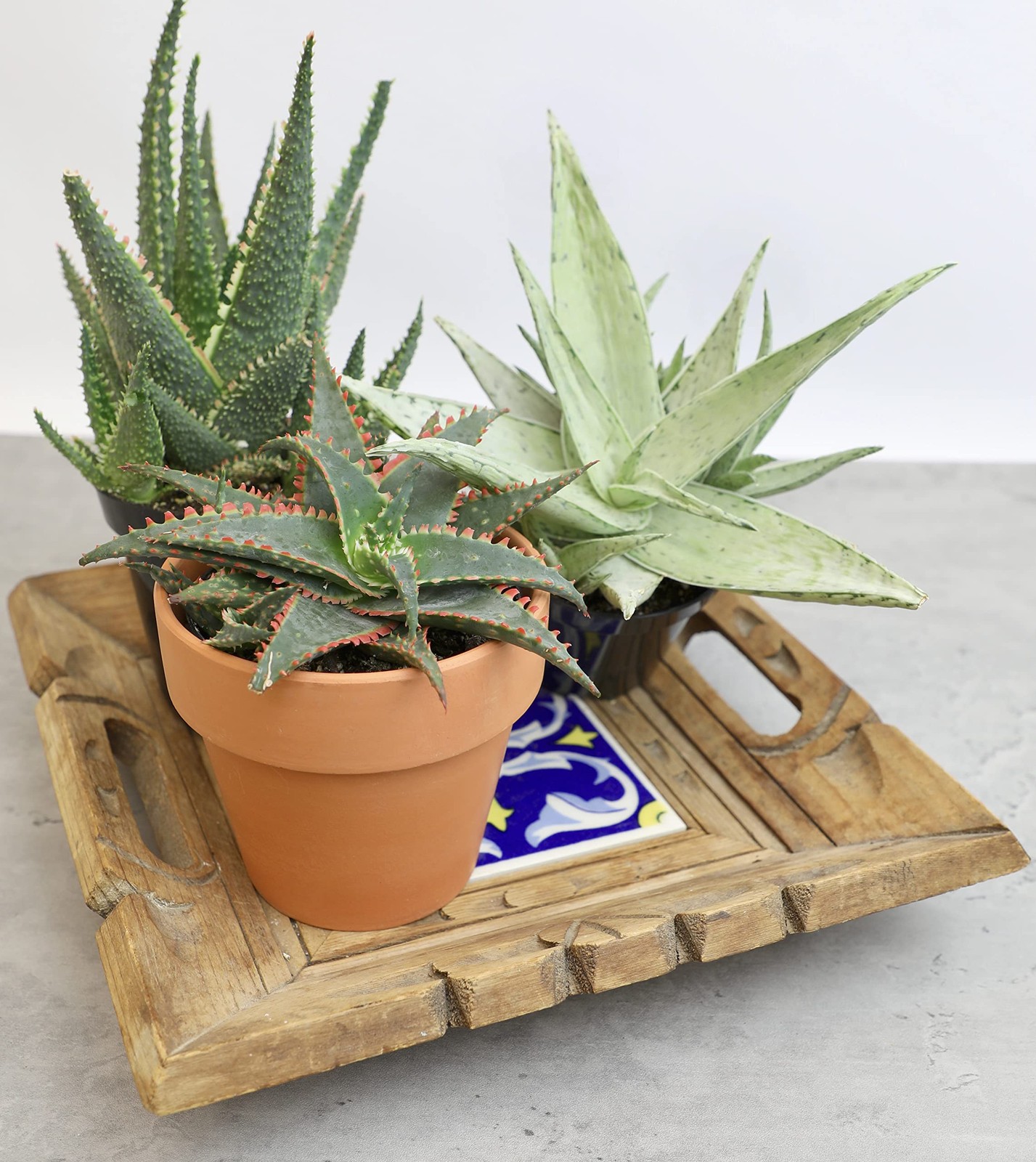 Live Aloe Plant Succulents (3 Pack), Succulents Plants Live in Potting Soil, …