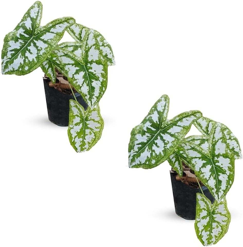 Caladium Humboldtii (2-Pack)