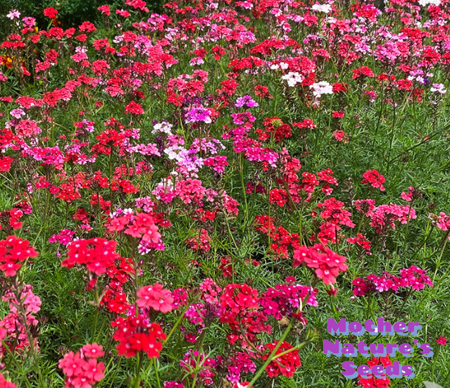 Verbena, Moss SWEETHEART KISSES Tender Perennial Butterflies Bees 100 Seeds!