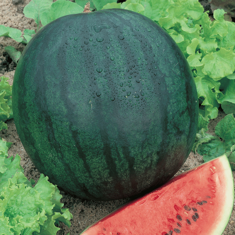 SUGAR BABY WATERMELON 6 FRUIT SEEDS FREE USA SHIPPING