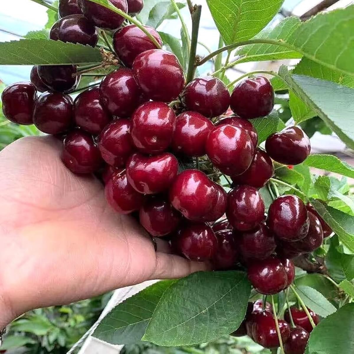 40 pcs Black Cherry Tree Seeds, Prunus Serotina Fruit Tree Seeds for Planting