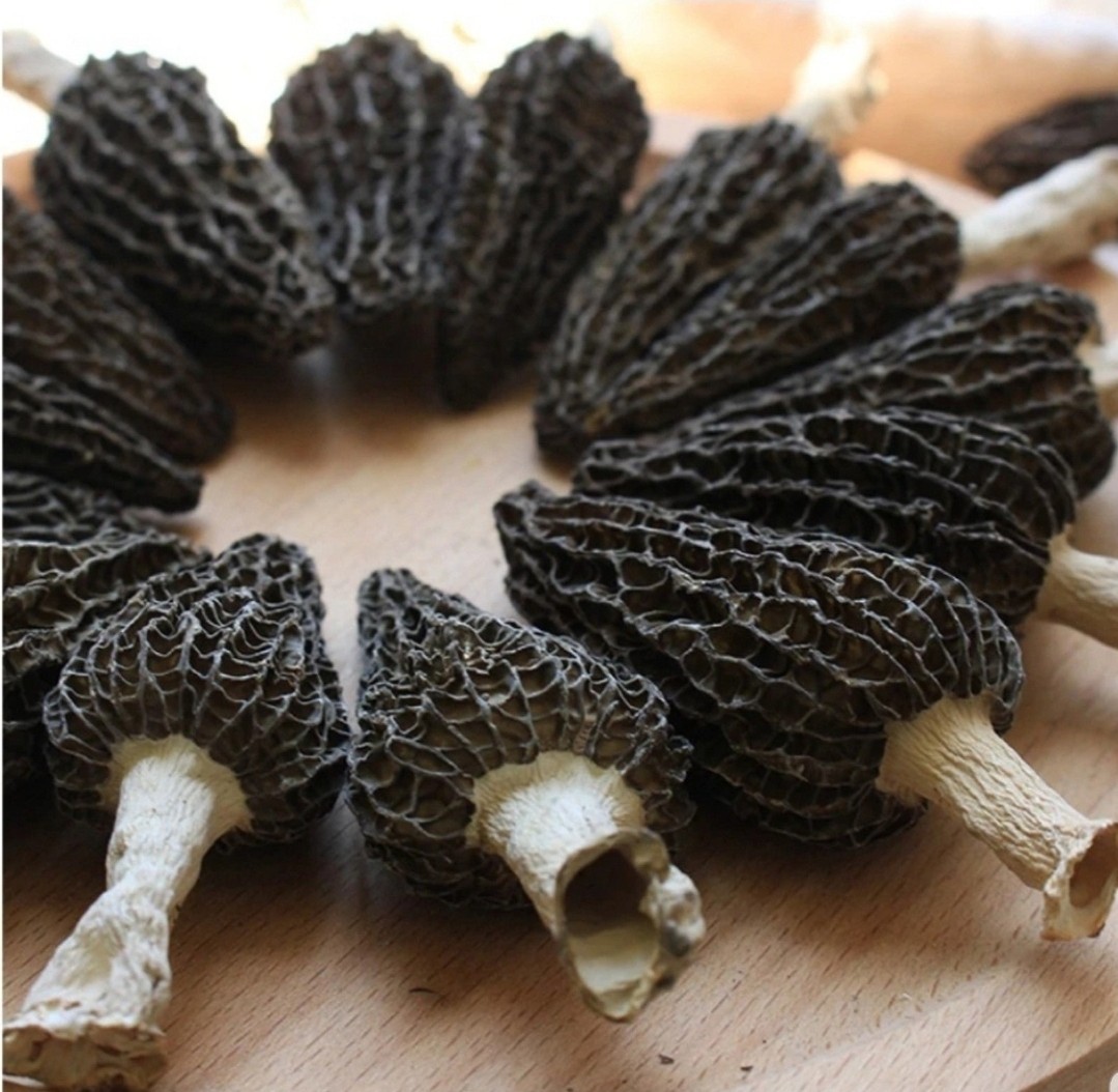 RARE! 6 Pack! Black Morel Mushroom – Garden Grow Kit – Organic – Spawn – Starter