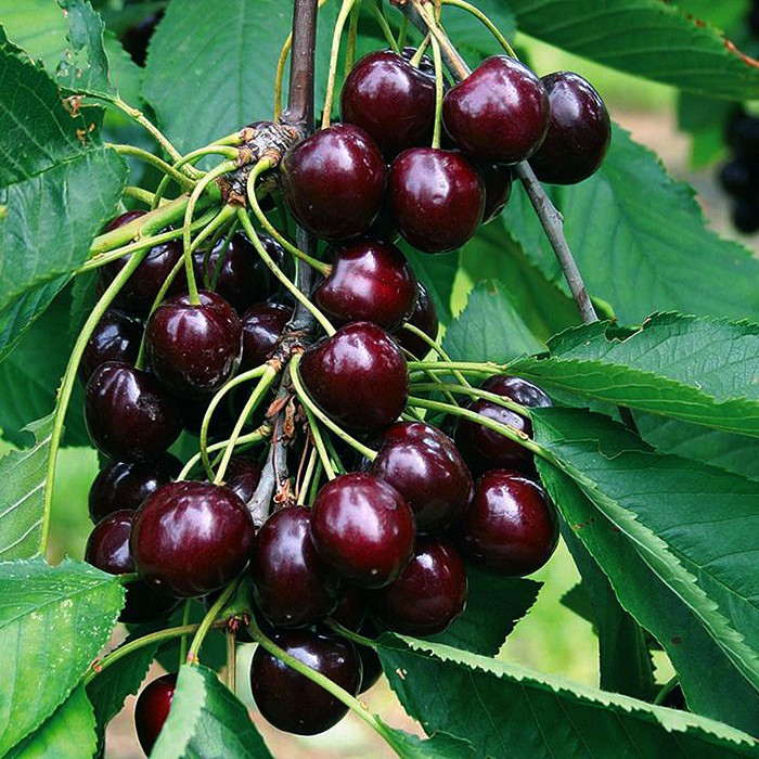 Van Sweet Cherry Scion Wood Cuttings For Grafting/Rooting UNROOTED (5-15 PCS)