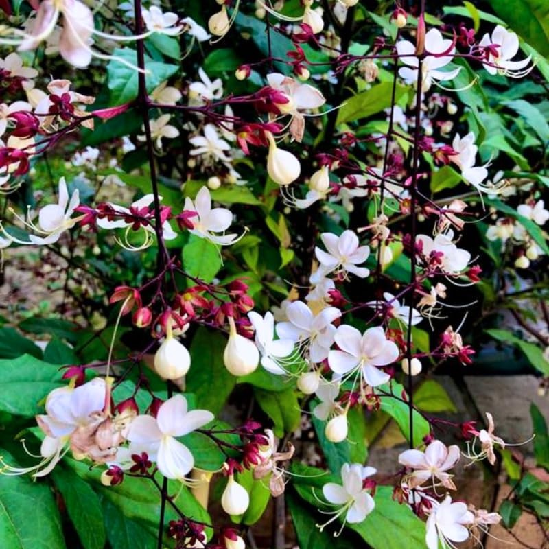 3 Mixed Bleeding Heart Clerodendrum Plants Live 5-10 Inch Tall