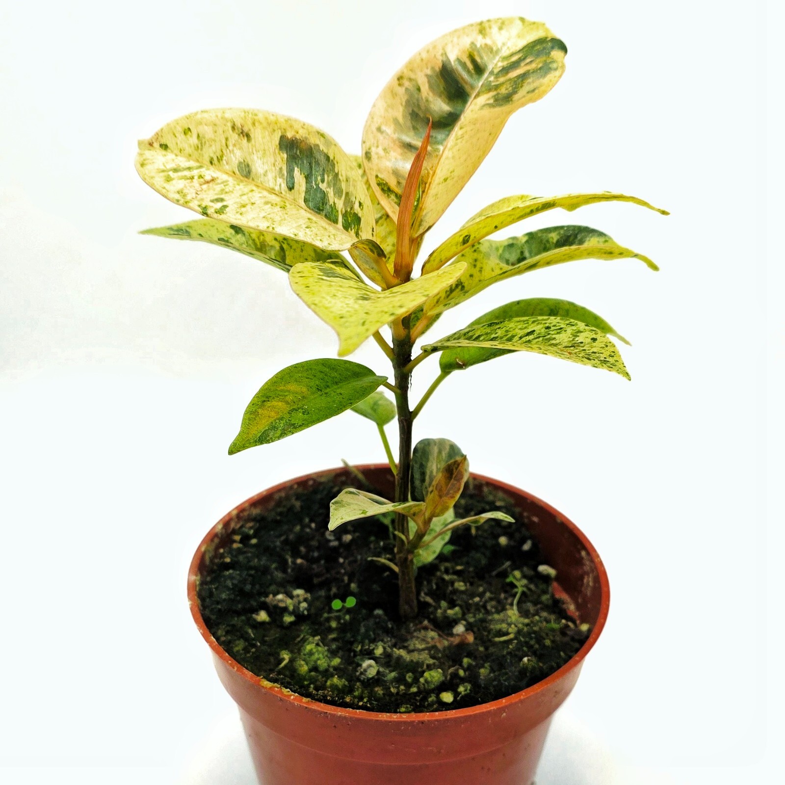 Ficus Shivereana Moonshine Variegated live plant ,Ficus Marble- in 4″ pot – CA