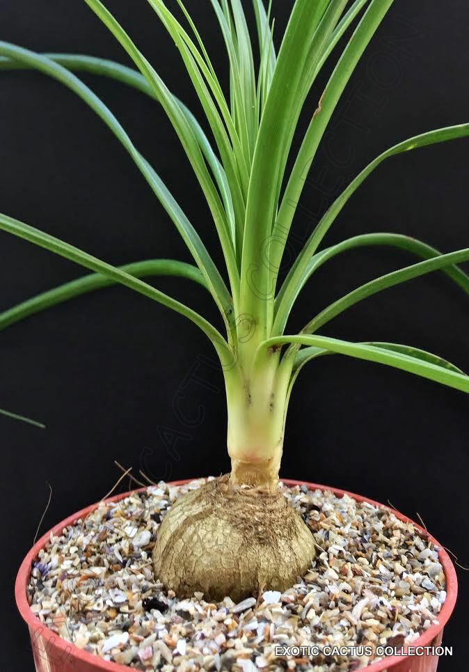 4″ plant Beaucarnea Recurvata elephant foot ponytail palm pachycaul base 4 pot