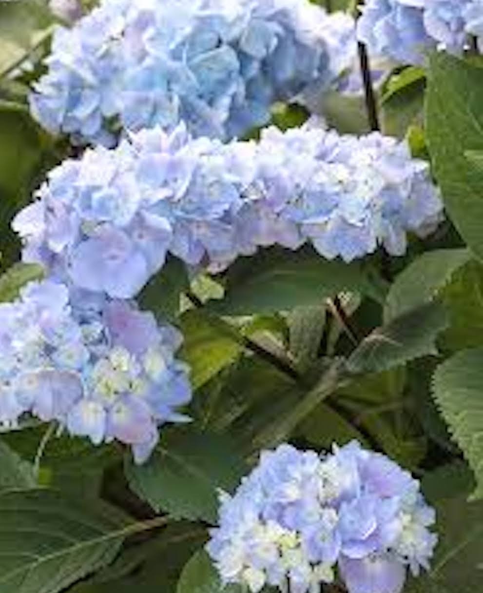 1 Nikko Blue Hydrangea Bush 1 yr old Tall Bare Root Hydrangea macrophylla