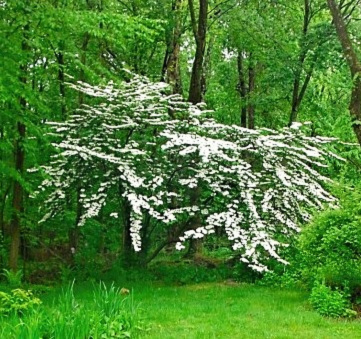 VIBURNUM PLICATUM – BEAUTIFUL DOGWOOD-LIKE TREE – LOOK!