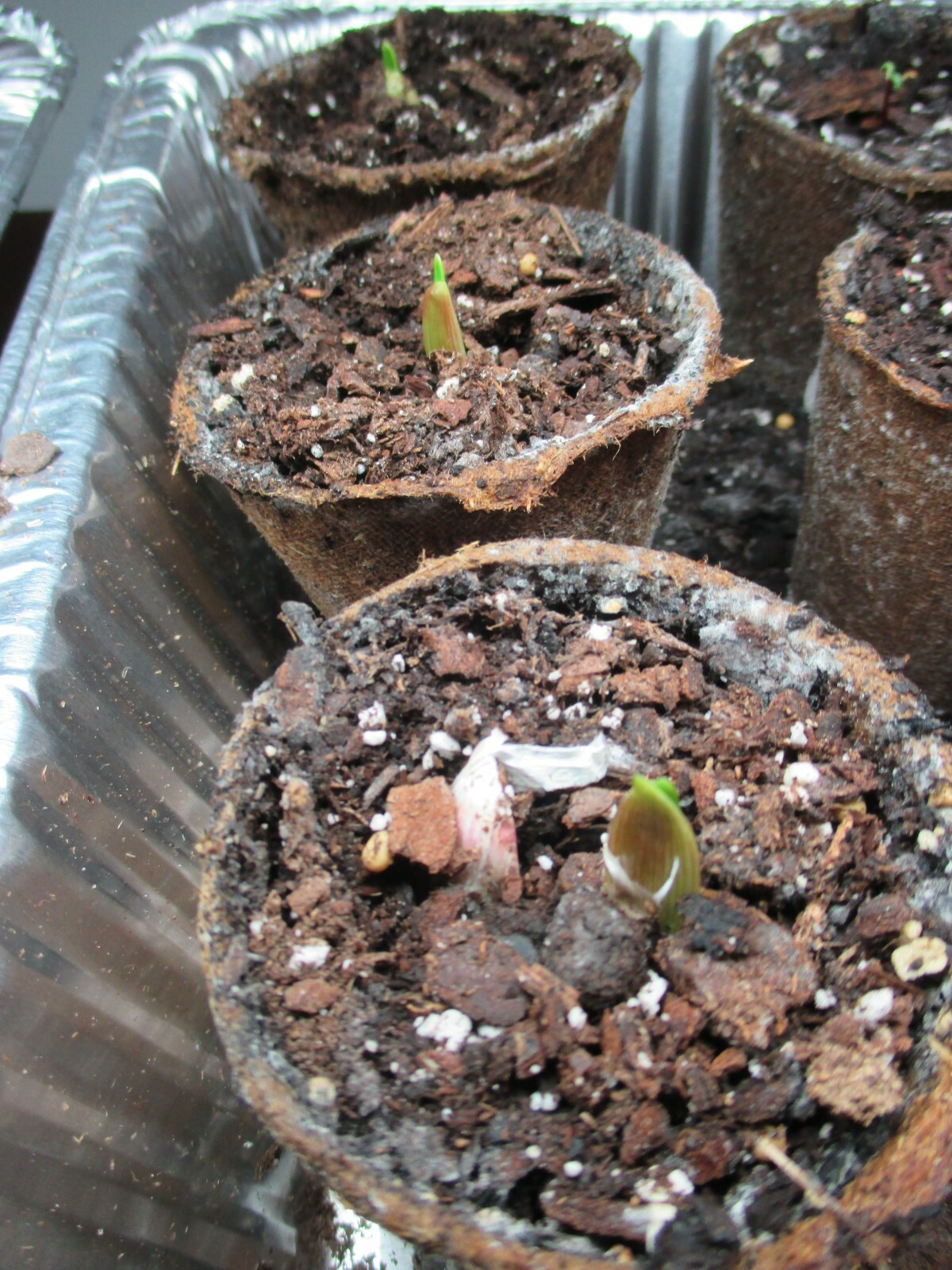 Gourmet Chesnok Red Garlic Bulbs for Spring Planting Growing