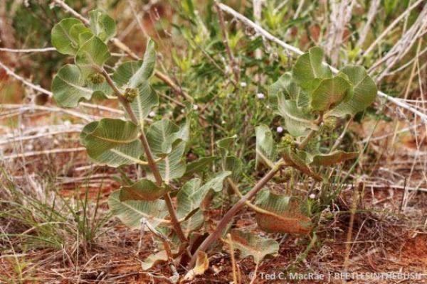 Asclepias arenaria | Western Sand Milkweed | 10 Seeds