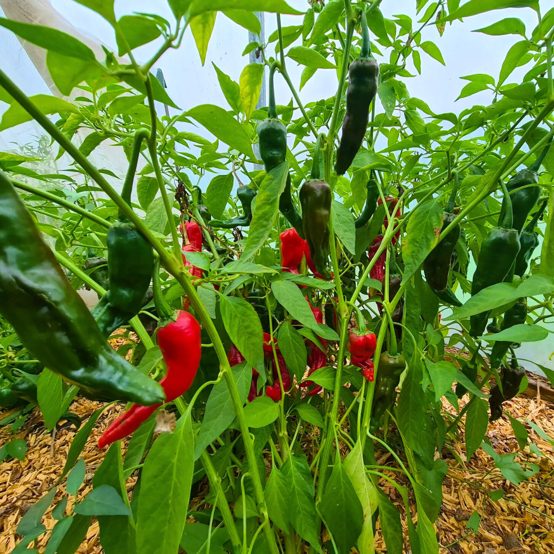 Fresh Indian Kashmiri Pepper Seeds | Indian Paprika | Heirloom Non-GMO | Indian