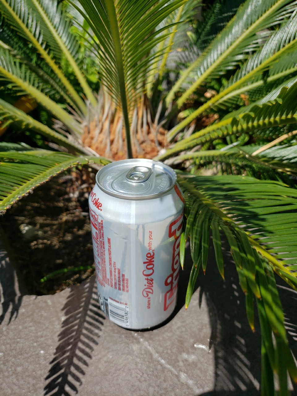 Huge base King Sago Palm wide leaf span cycad 15 Yrs Old Fossil