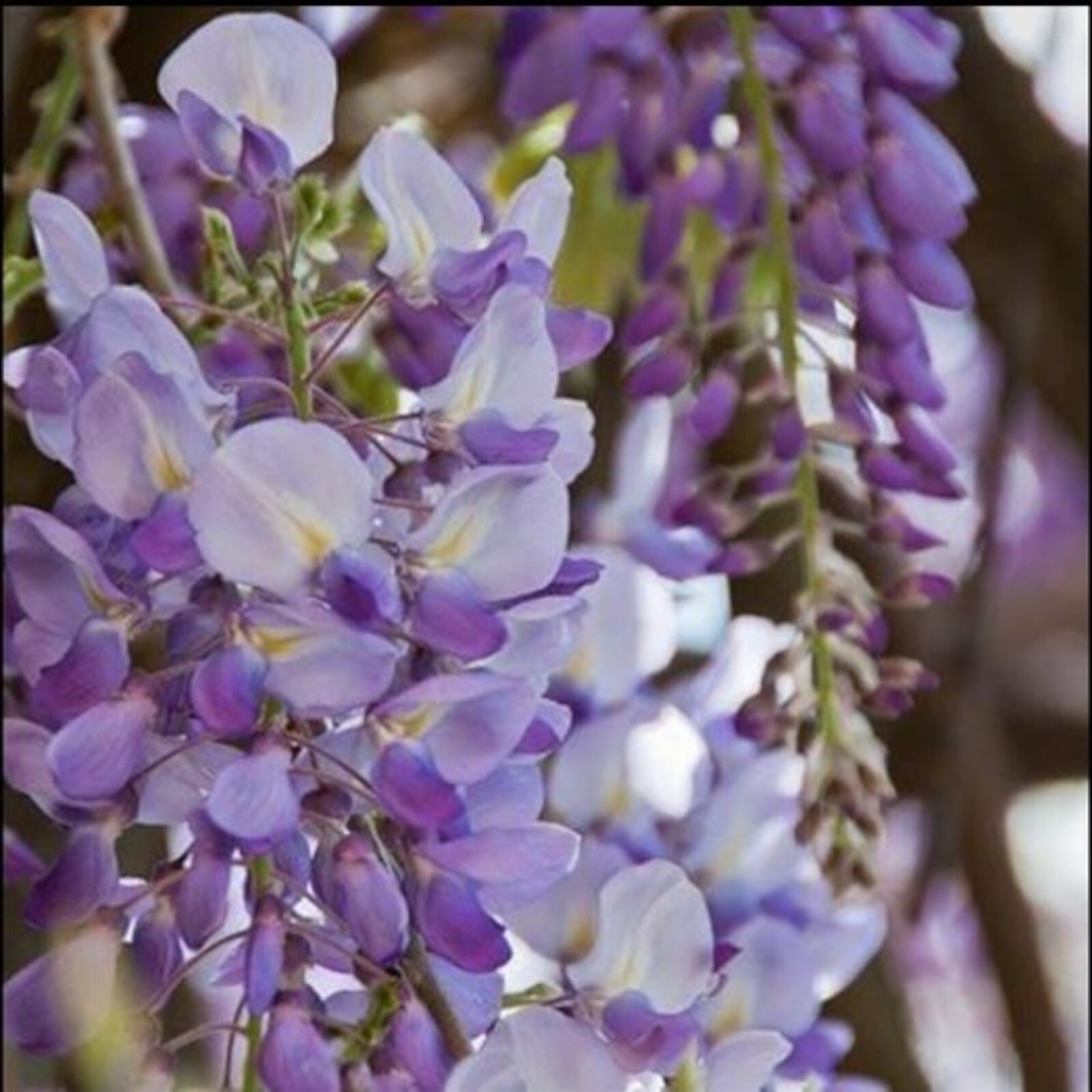 10 Wisteria Flower Seeds