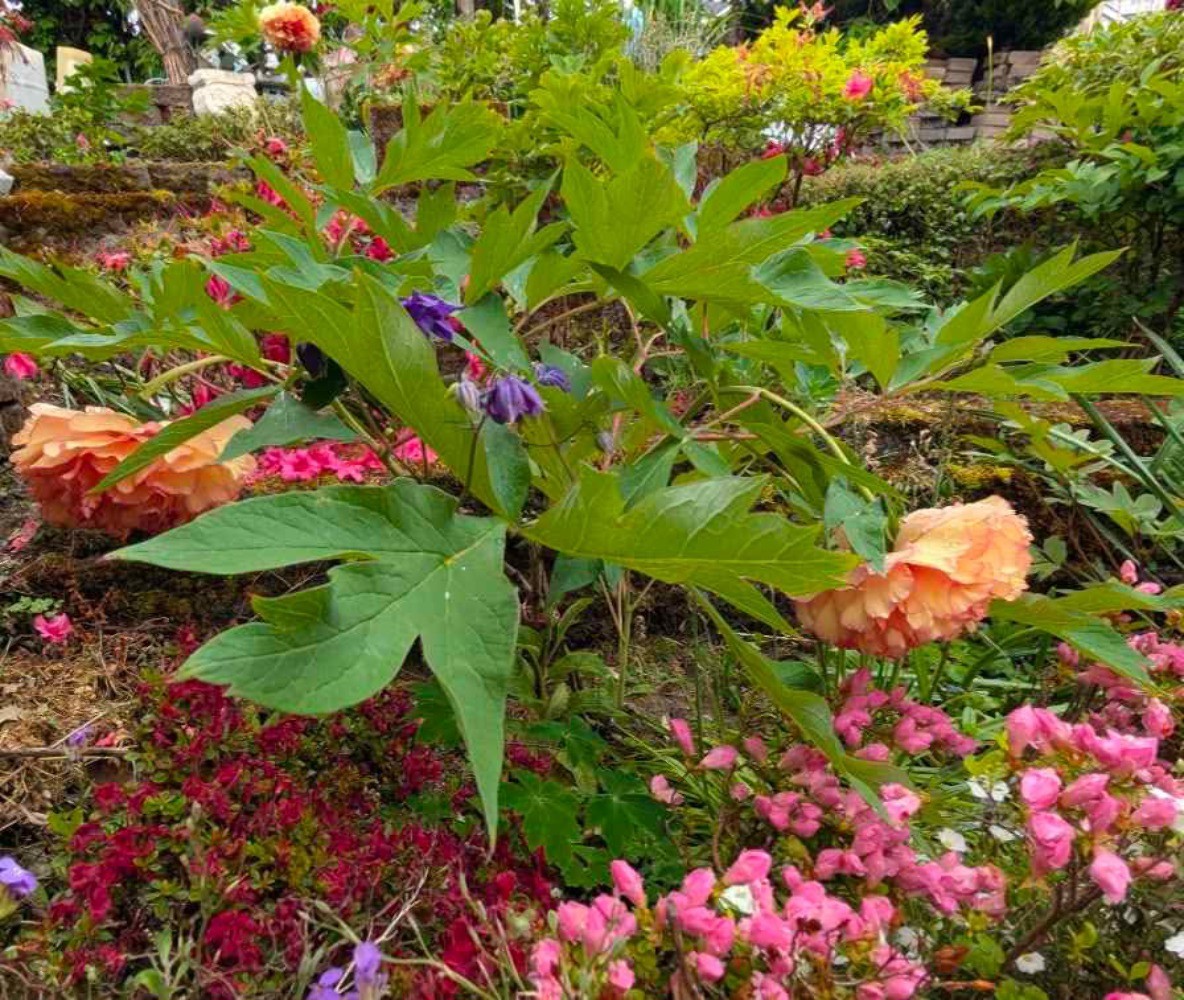 “Golden pavilion” large flower Japanese tree peony