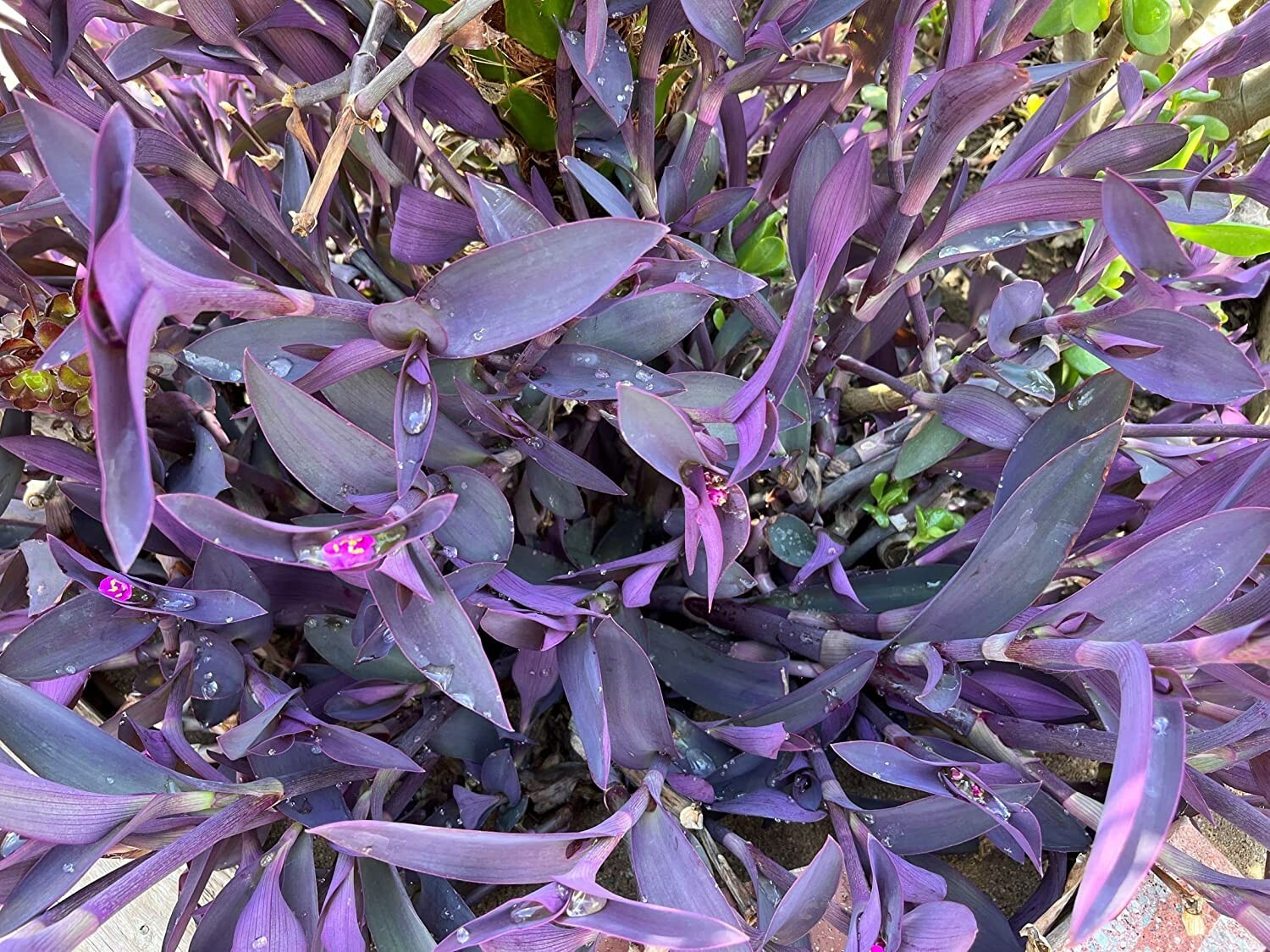 10 Jew cuttings Purple Heart Wandering Tradescantia Pallida Purpurea Live Plants