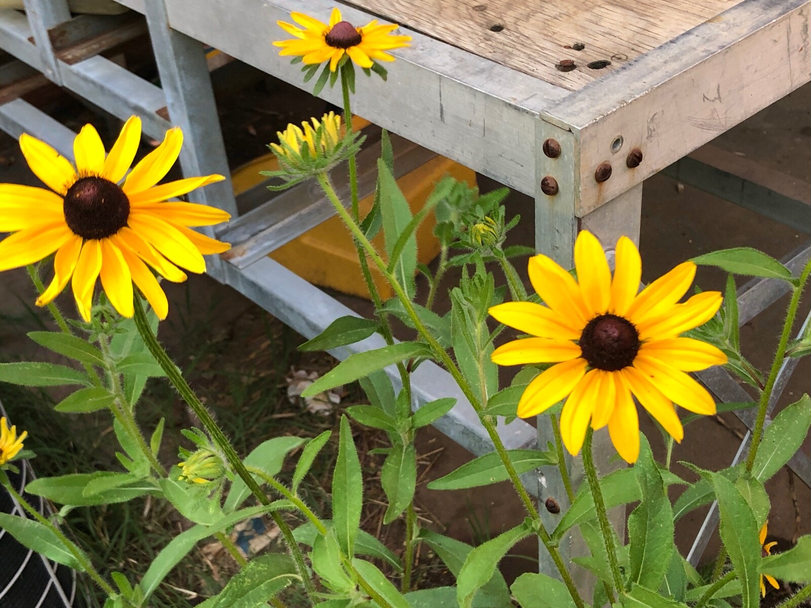 Organic Rudbeckia Hirta SEEDS~Gloriosa Daisy BlackEyed Susan~Color Variation Mix