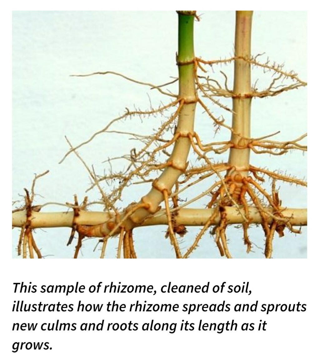 Bamboo Red Margin Phyllostachys Rubromarginata Bare Root Plant Rhizome Privacy