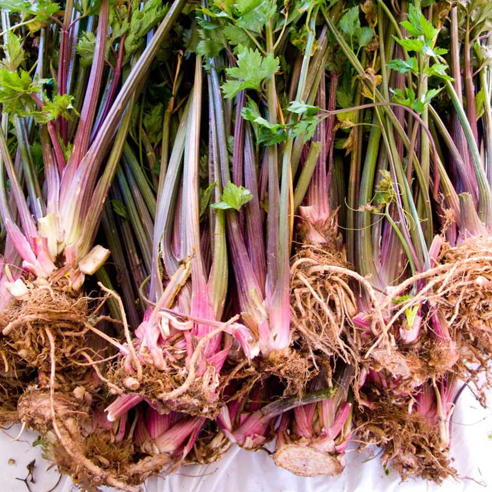 🌱 Heirloom Pink Plume Celery Seeds 50+