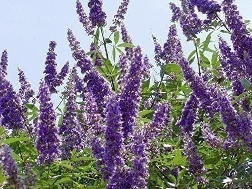 Chaste Tree | 2 Inch | Vitex agnus-castus | Low Maintenance | Purple Flowers