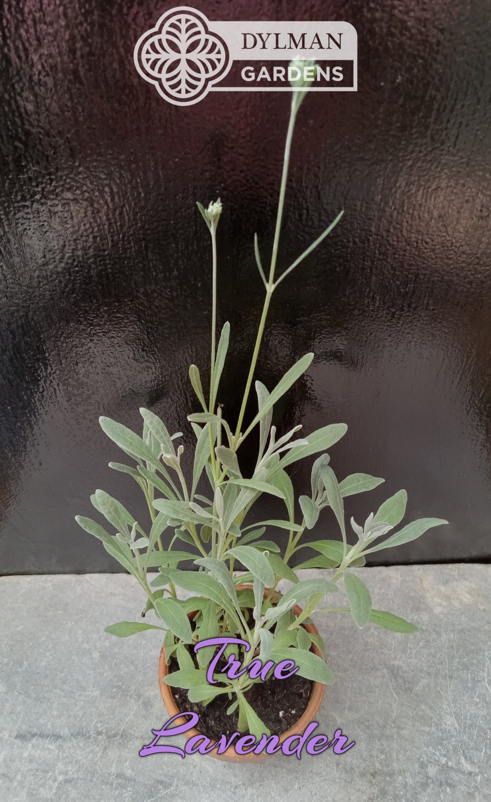 True Lavender (Lavandula angustifolia) Herb – Dwarf Lavender – Multiple Sizes