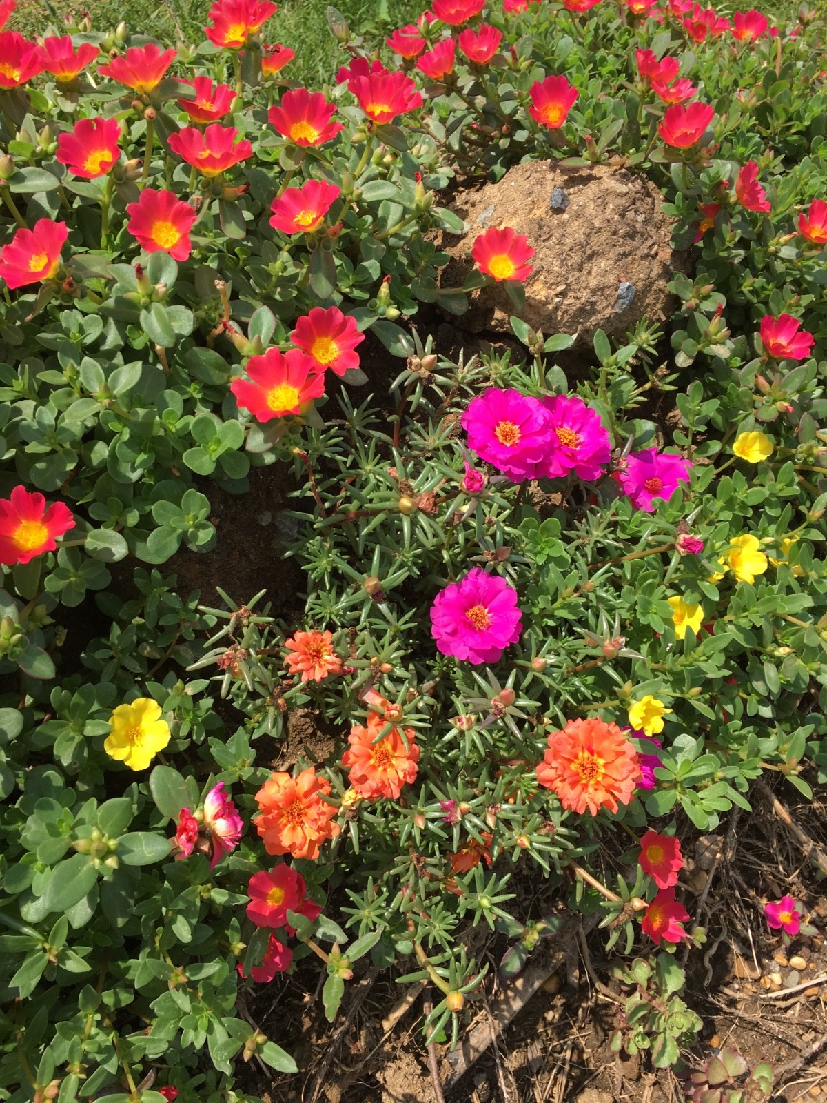 10 Ornamental Purslane Cuttings (Flowering ) – Vibrant Blooms – Easy to Grow