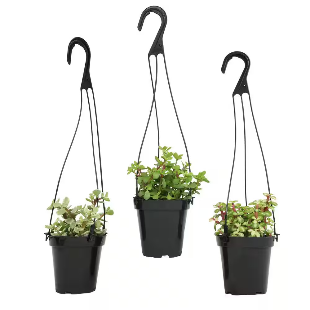 Hanging Succulent House Plants in 3.5 In. Grower Pots (3-Pack)