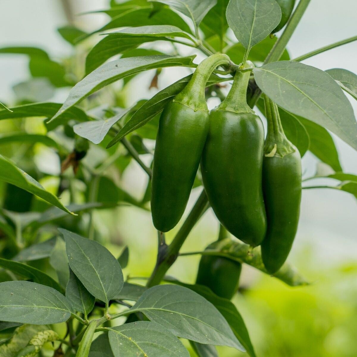 Hybrid Early Jalapeno F1 Jalapeno Pepper: 10 Seeds, Free Shipping!