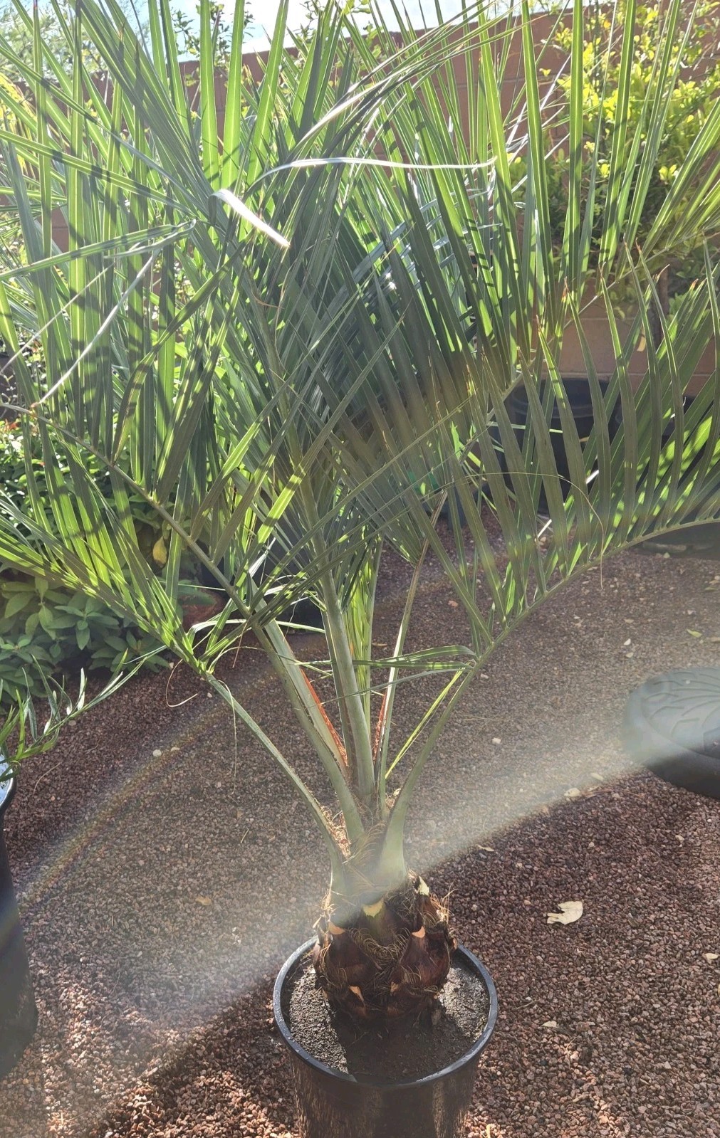 1 Jelly Pindo Palm Tree Plant (Butia capitata) Cold Hardy, 12+ Years, 52″ to 58″