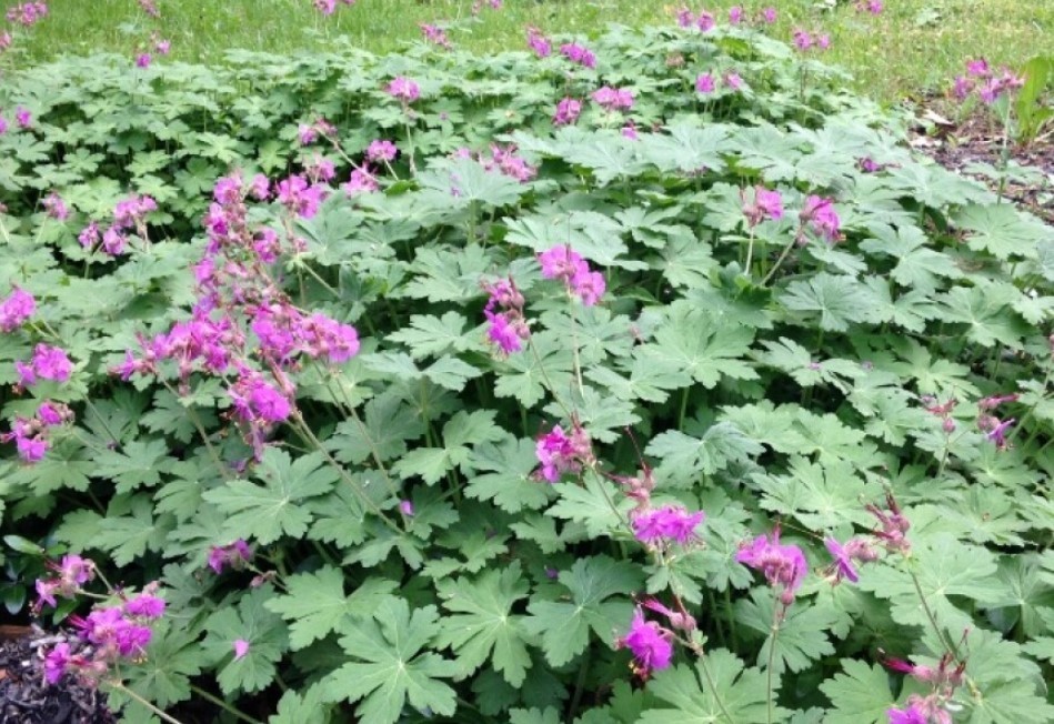 3 Bigroot Geranium Live Starter Plants – Hardy Perennial Plant – Zones 3-8