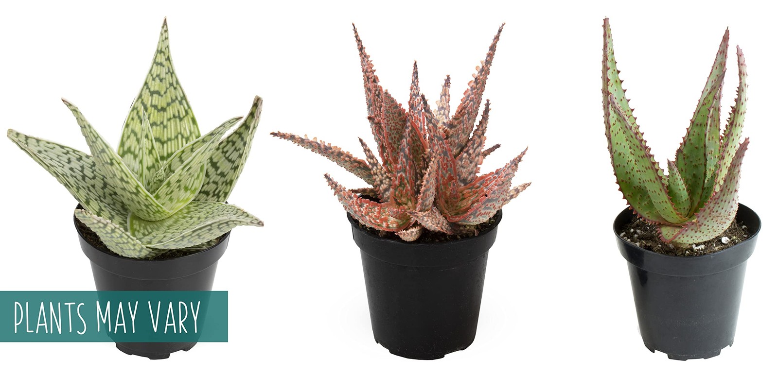 Live Aloe Plant Succulents (3 Pack), Succulents Plants Live in Potting Soil, …