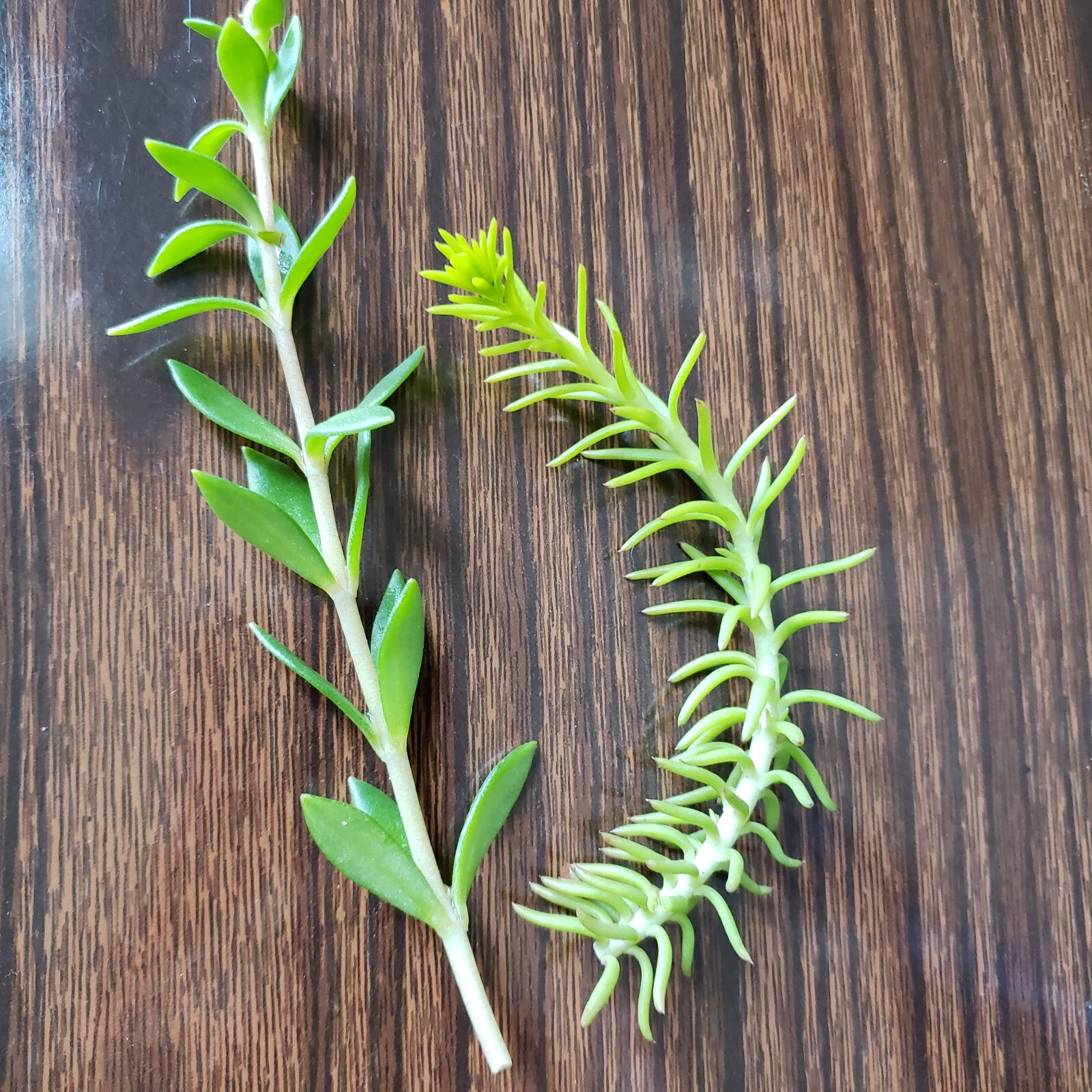 50 Sedum cuttings 2 Varieties Rupestre Angelina &Sarmentosum Stonecrop垂盆草 Edible