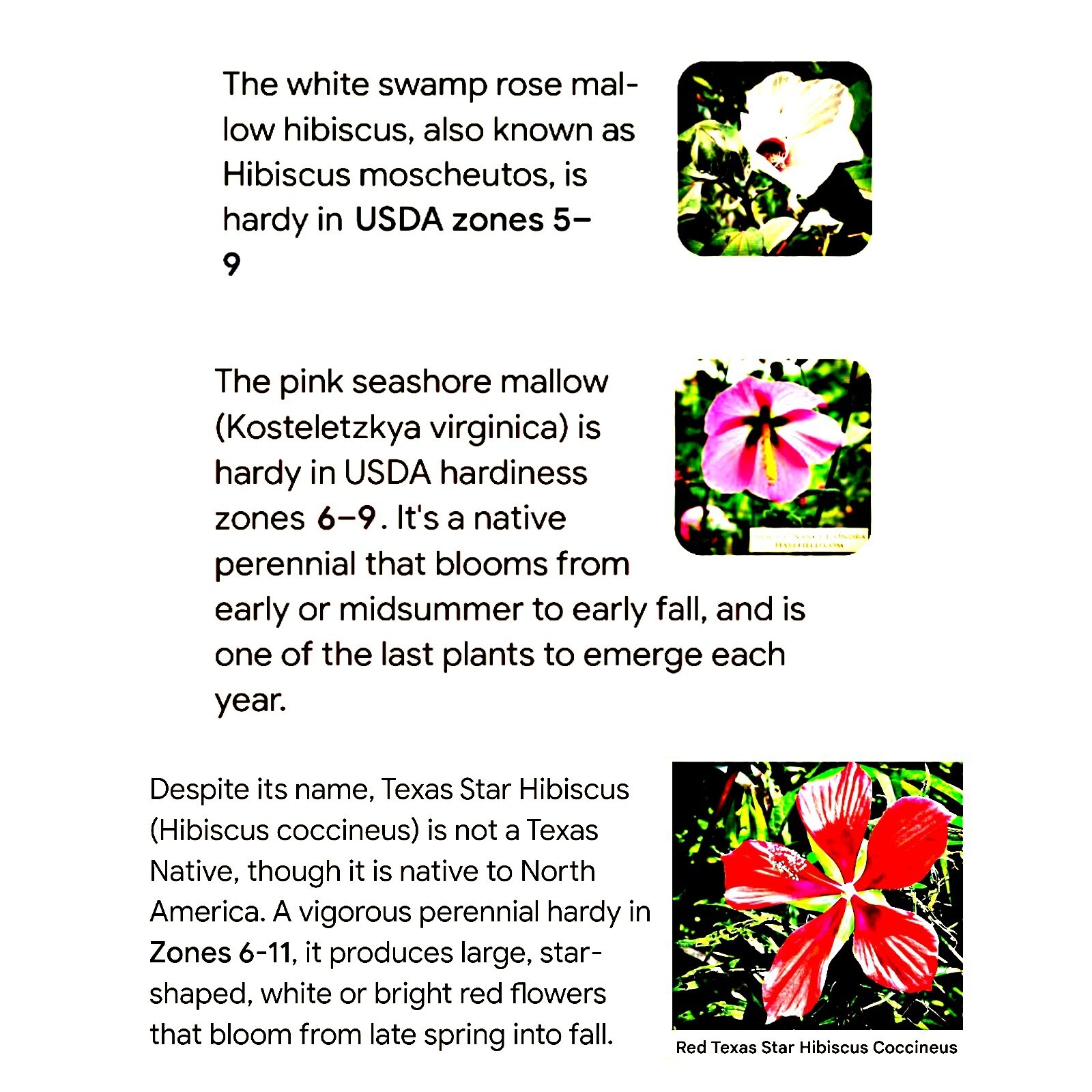 3 Varieties Of Hardy Perennial Hibiscus Seeds- 25 Seeds Each Pack