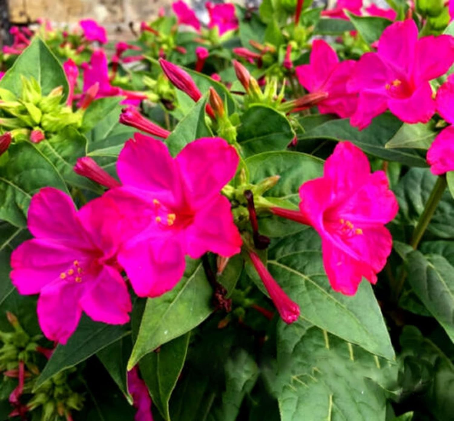 40 Four O’ Clock Flower Seeds ‘Marvel of Peru’ | Perennial Mirabilis jalapa