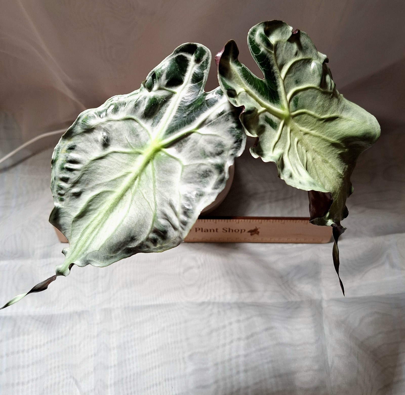 Alocasia Venom – Emergent Leaf 6″ Long – Fully Rooted – Corm Grown – Stunning!