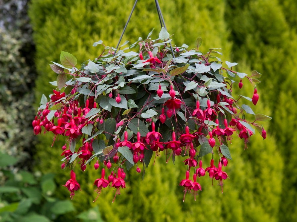 Set 2 Marinka Fuchsia Live Starter Plants – 2-5″ Tall – Zones 9-11