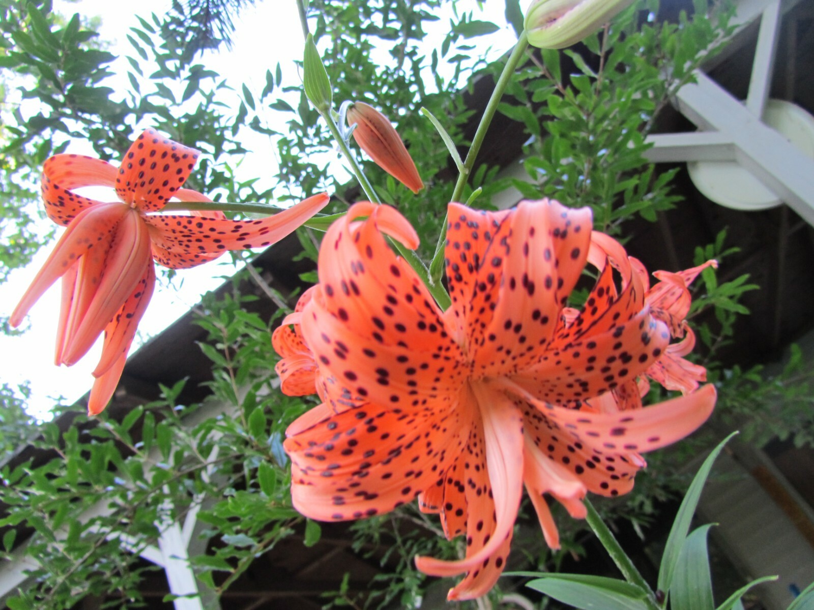 3 Starter plants Lilium Lancifolium Double Tiger Lily Flore Pleno from 2” pot