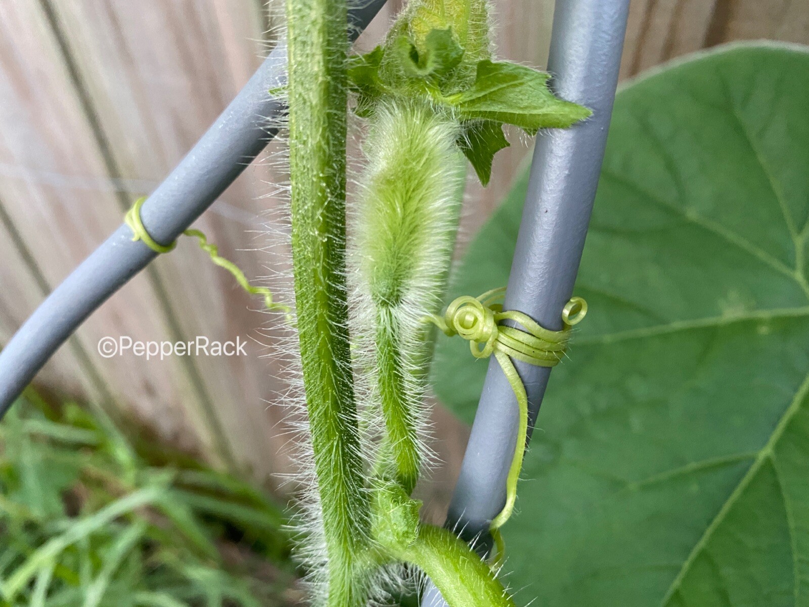 RARE✿ Heirloom Miniature Wax Melon/Mo Gwa/ Jie Gua 10 Seeds