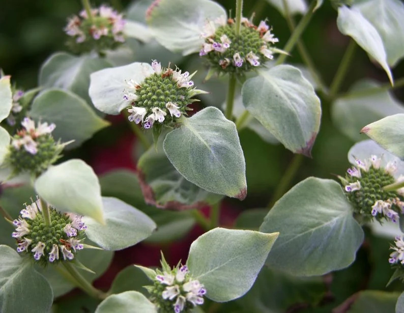 Mountain Mint – Pycnanthemum muticum- Live Starter Plant- FREE SHIPPING!!!