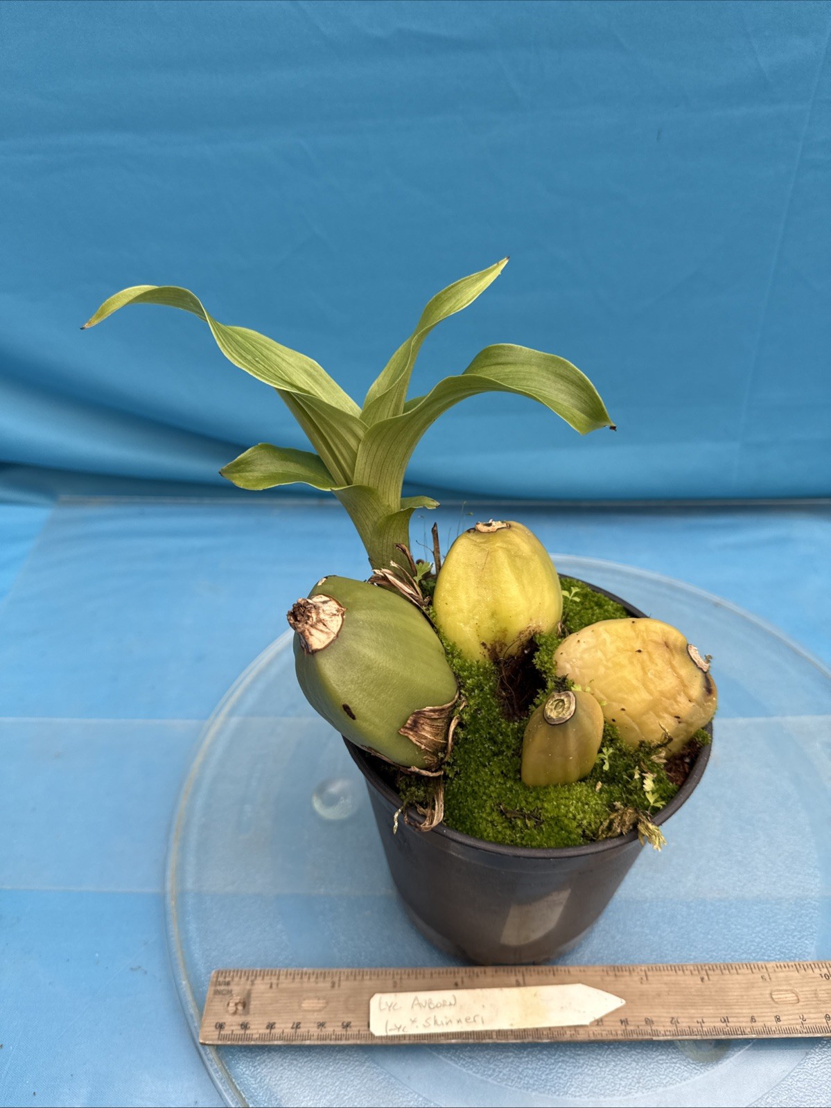 Lycaste Auburn X skinneri Pink White Red Exact BS New Growth Orchid 5.5” Pot