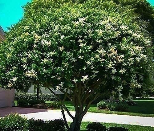 Ligustrum Waxleaf Privet | Quart | Ligustrum japonicum | Low Maintenance | Hardy
