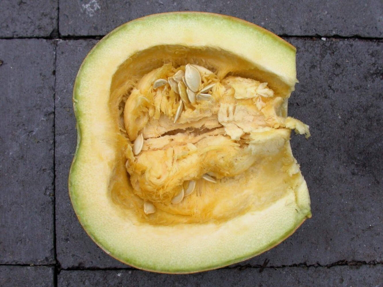 35 Sweet TATUME SQUASH Cucurbita Pepo Calabash Calabacita Mexican Zucchini Seeds