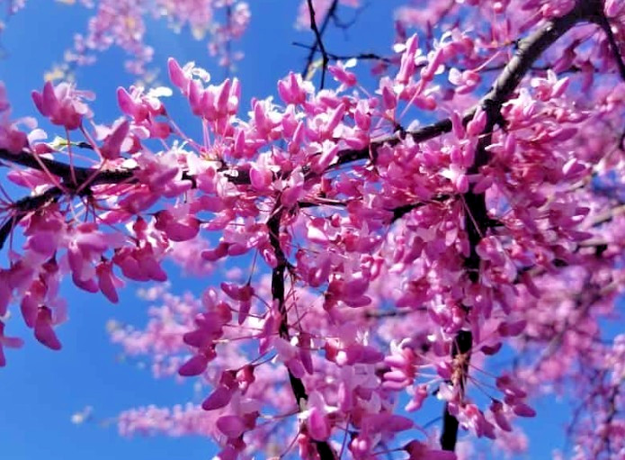 25 Eastern Redbud Judas Tree Purple Bloom Seed Pods 20-30’ Tall (150-200 Seeds)