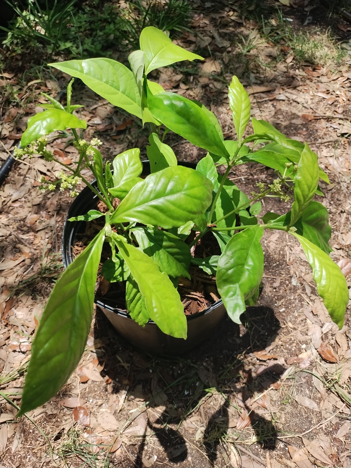 2 Plant Combo South American Psychotria V. And B. Caapi Plant In Same Pot # 1
