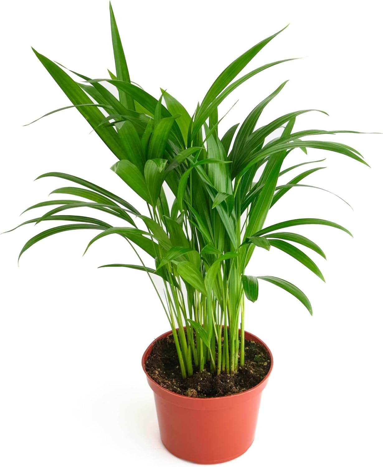 Areca Palm, Live Indoor Plant, Low Maintenance Tropical Palm, Ideal for Home …
