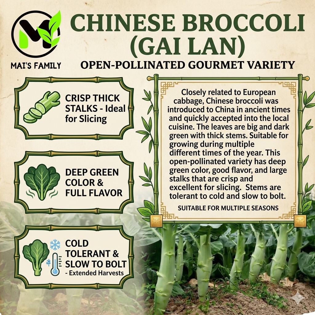 Huge Stem Gai Lan Seeds – Chinese Broccoli Big Stem Kai Lan – Heirloom, Non-GMO