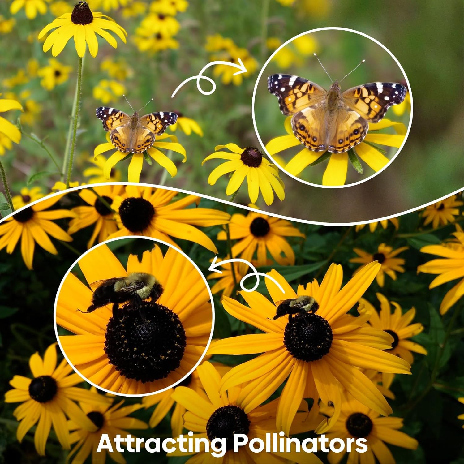Black Eyed Susan Seeds, 7500+ Perennial Flower Seed to Plant Indoor & Outdoor, A