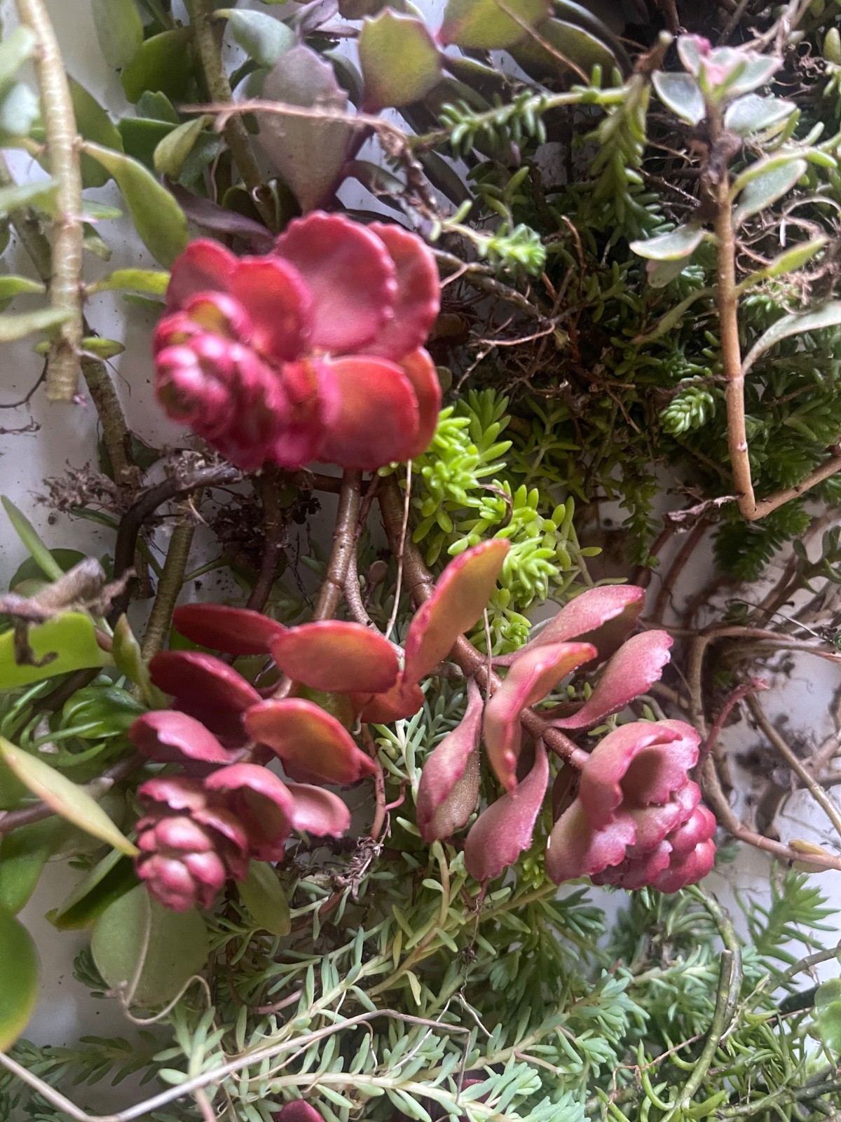 25+ Sedum Succulent Cuttings – 5-8 Varieties – Mixed Stonecrop – Easy to Root